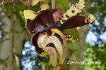 Stanhopea tigrina ,.jpg