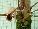 Coelogyne xyrekes3.JPG