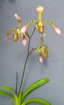 Paphiopedilum haynaldianum 2021.08.13.jpg