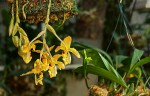 Stanhopea wardii.jpg