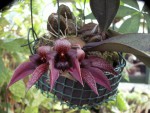 Bulbophylum fletcherianum x frostii.jpg