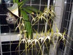 Brassia arcuigera.jpg