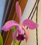 Cattleya shunkeana.jpg