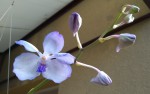 99-Vanda coerulea 2021.09.23.jpg