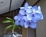 99-Vanda coerulea 2021.10.08.jpg