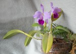 Cattleya jenmanii.jpg