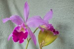 Cattleya jenmanii,.jpg