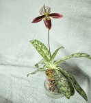 Paphiopedilum purpuratum.jpg