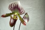 Paphiopedilum  lawrenceanum  ,.jpg