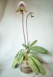 Paphiopedilum  lawrenceanum.jpg