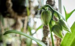 Paphiopedilum dianthum.jpg