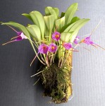 Masdevallia glandulosa 2021.11.02.jpg