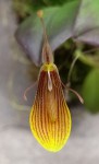 Restrepia contorta 2021.10.03.jpg