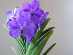Ascda. Princess Mikasa Blue.JPG