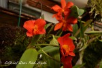 C.Chief Gem Red Jewel, Rth.Young-Min Orange x C.coccinea Select 4N.jpg