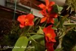 C.Chief Gem Red Jewel, Rth.Young-Min Orange x C.coccinea Select 4N.jpg