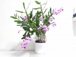 dendrobium-linawianum-2021-(1)_optimized.jpg