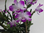 dendrobium-linawianum-2021-(2)_optimized.jpg