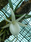 Angreacum didierii.JPG