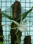 Angreacum didierii1.JPG