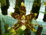 Oncidium hintonii.JPG