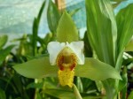 Lycaste deppei.JPG