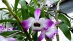 Dendrobium nobile.jpg