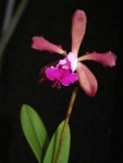 Encyclia phoenicea x C. leopoldi.jpg