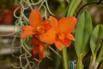 Rth.Young-Min Orange x S.coccinea.jpg