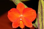 IMG_2729   S. coccinea mini.jpg