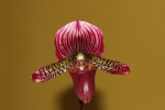 IMG_2736  Paph. Maudiae vini.jpg