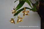 178 Odontoglossum spectatissimum 2022.jpg