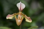 Paphiopedilum Lathamianum.jpg