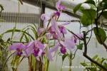 260 L.ancepsx L.superbiens 2022 1.jpg