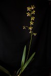 Encyclia plicata.jpg