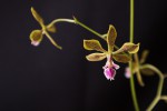 Encyclia plicata-.jpg