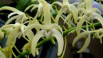 Dendrobium speciosum.jpg