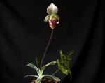 Paphiopedilum hennisianum.jpg