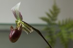 Paphiopedilum hennisianum2.jpg