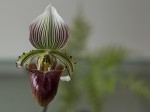 Paphiopedilum hennisianum3.jpg