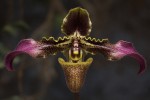 Paph. hirsutissimum var. esquirolei.jpg