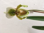 Paphiopedilum exul květ.jpg