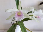 Laelia purpurata ver. russeliana.jpg