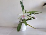 Laelia purpurata var. russeliana 1.jpg