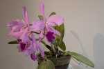 Cattleya warneri.jpg