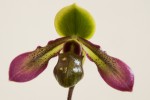 Paphiopedilum hookerae-.jpg