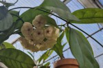 Hoya campanulata.JPG