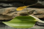 Restrepia brachypus yellow.jpg