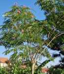 albizia_25_07_2022.JPG