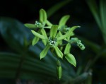 Coelogyne mayeriana..jpg